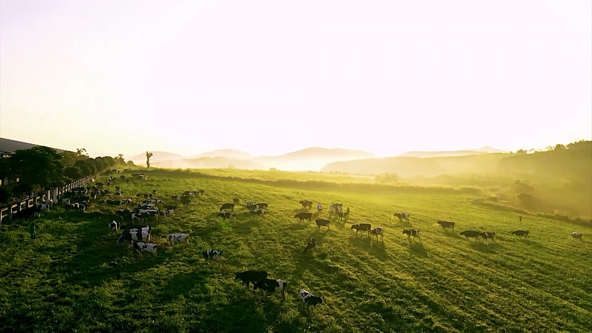 Ngành Nông nghiệp Nghệ An - Dấu ấn năm 2025