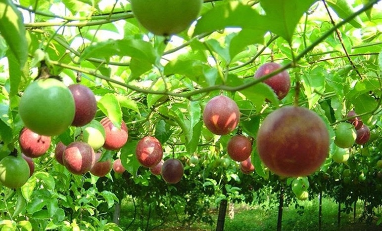 passion fruit exports hit new highs after years of rapid growth picture 1