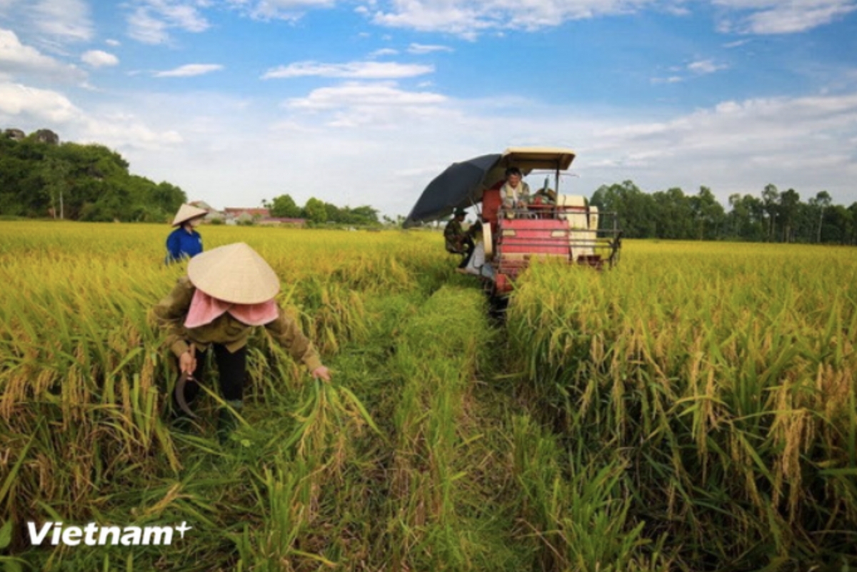 adb, bidv support vietnam s green agriculture with us 250 mil financing package picture 1