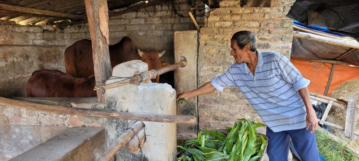 Trao sinh kế, vững niềm tin