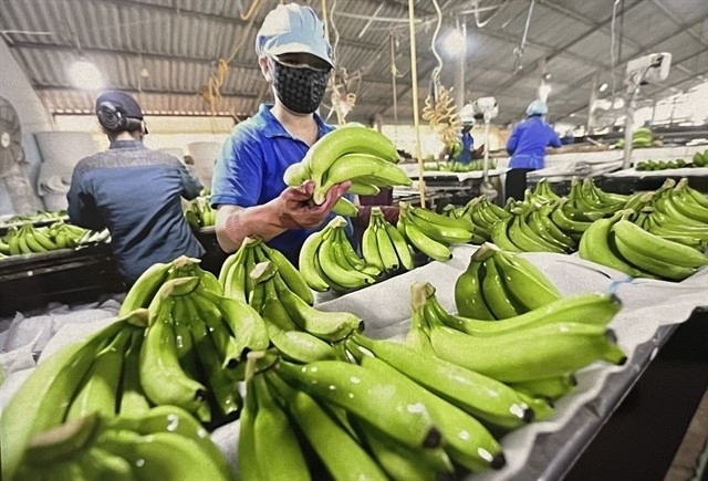 Vietnam targets US$1 billion in banana exports