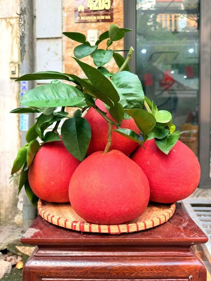 nhung loai qua doc la chua tet da hut khach hinh anh 1
