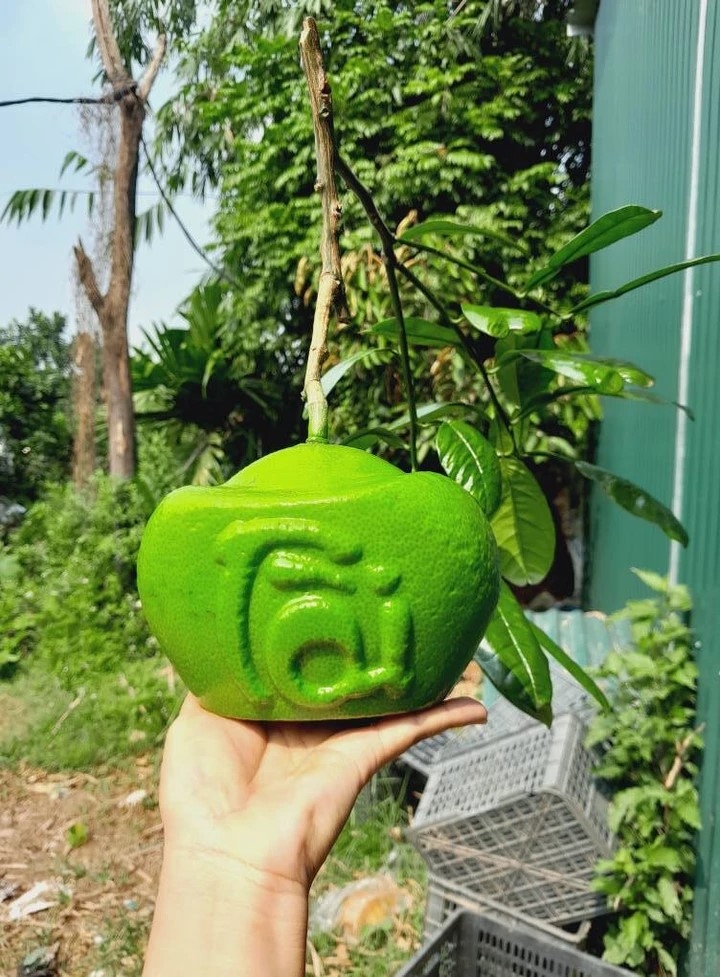 nhung loai qua doc la chua tet da hut khach hinh anh 3