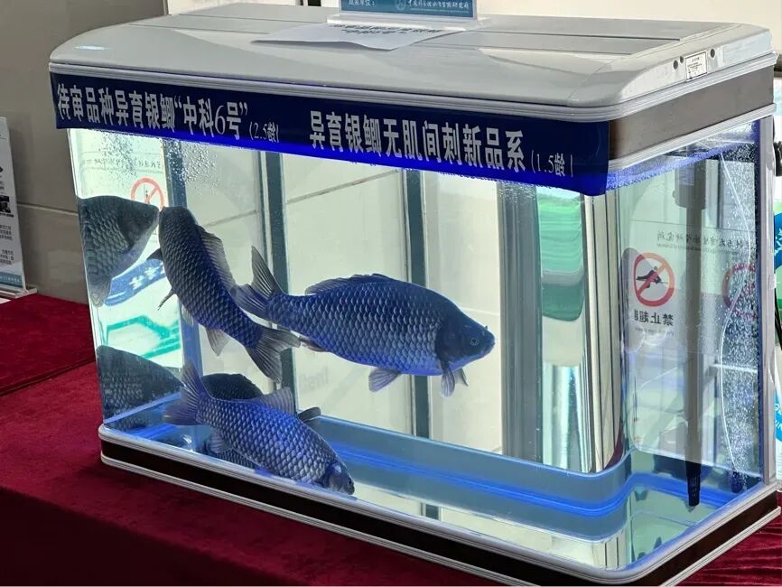 Trung Quốc tạo ra cá diếc không xương dăm, dự kiến ra mắt thị trường năm 2026