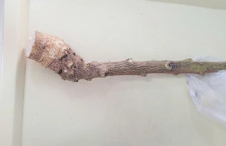 Đau bụng dữ dội, nôn, khó thở khi dùng cây lạ chữa bệnh theo lời truyền miệng