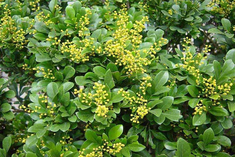 Từ sân vườn đến bài thuốc dân gian: Công dụng bất ngờ của cây ngâu