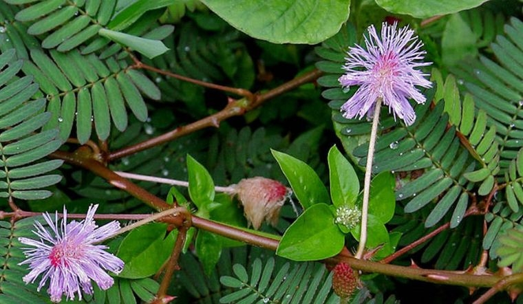 Cây xấu hổ: Dược liệu mọc hoang nhưng là vị thuốc quen thuộc