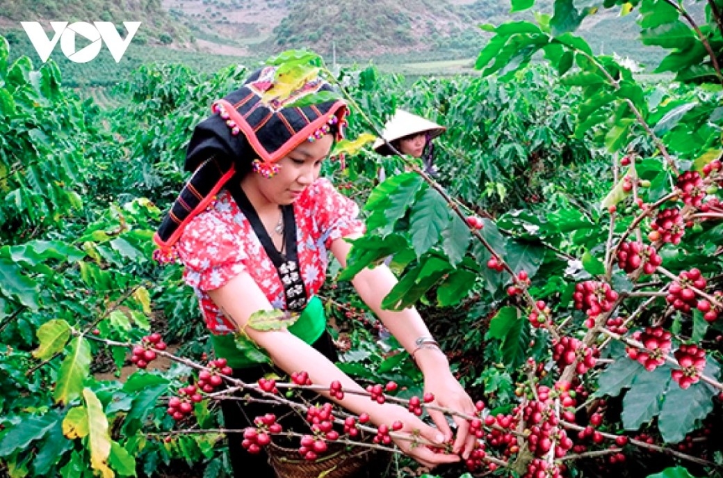 coffee exports soar at year-end, surpassing us 8.3 billion mark picture 1