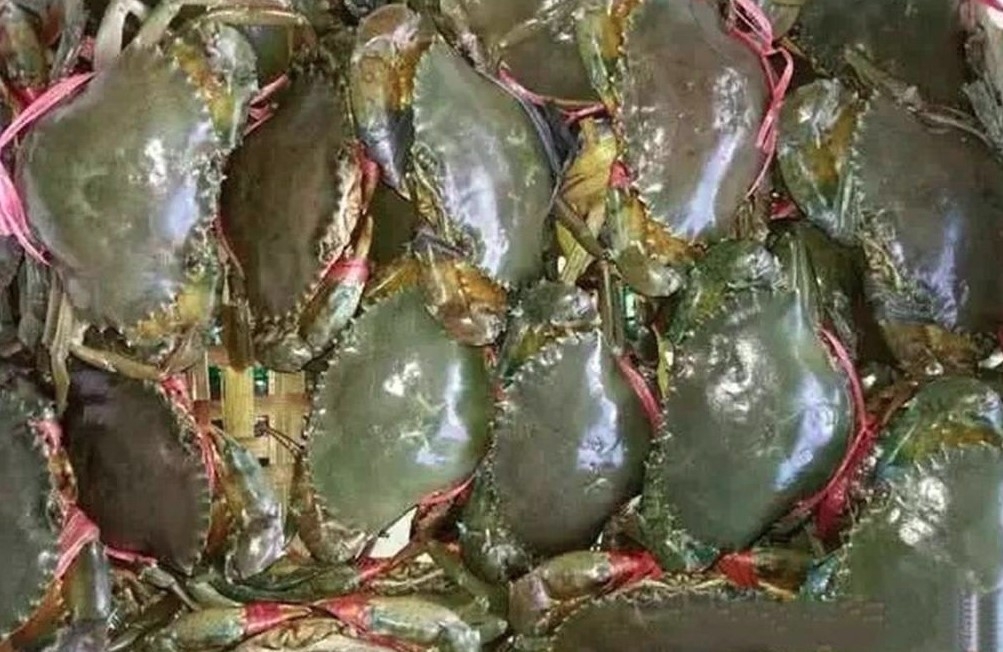 crab exports forecast to sustain growth in 2026 picture 1