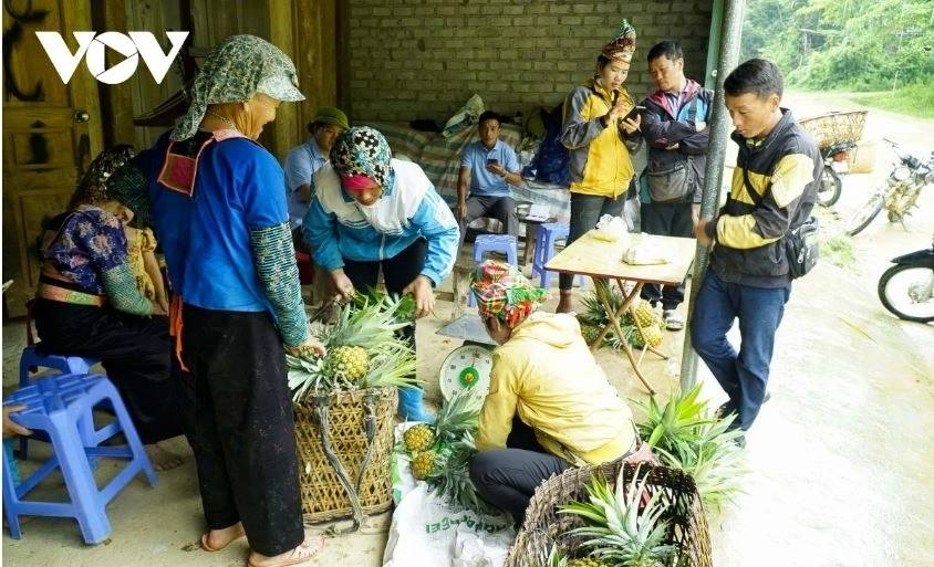 Phát triển nông nghiệp hàng hoá – nền tảng để vùng cao Điện Biên thoát nghèo