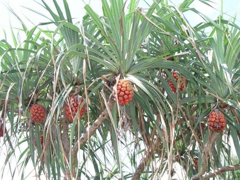 Dứa dại: Loại quả mọc hoang được dân gian tin dùng để hỗ trợ tán sỏi thận