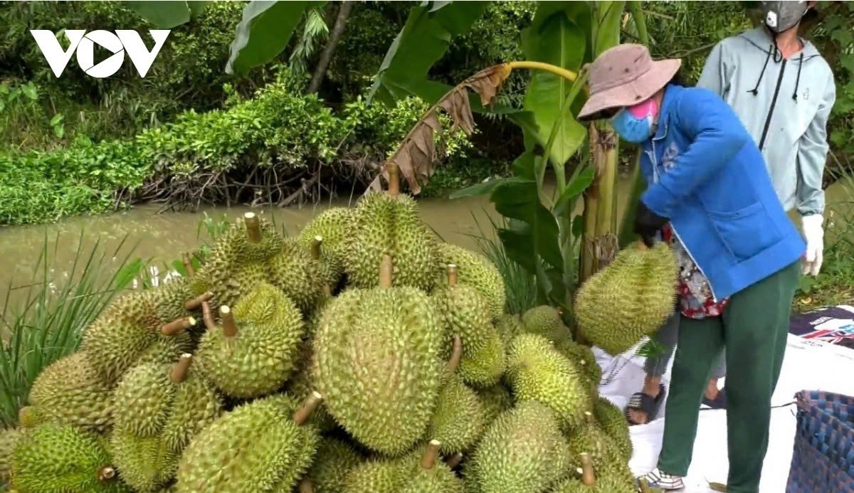 durian retains top fruit export position as earnings hit record us 3.4 billion picture 1