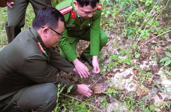 nghe an endangered indochinese box turtle released back into nature picture 1