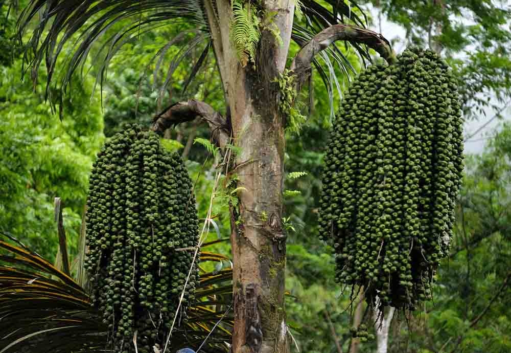 Loại hạt từng bị lãng quên thành đặc sản giải nhiệt hút khách