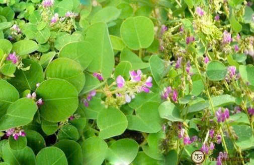 Thuốc nam trị sỏi thận có hiệu quả không?