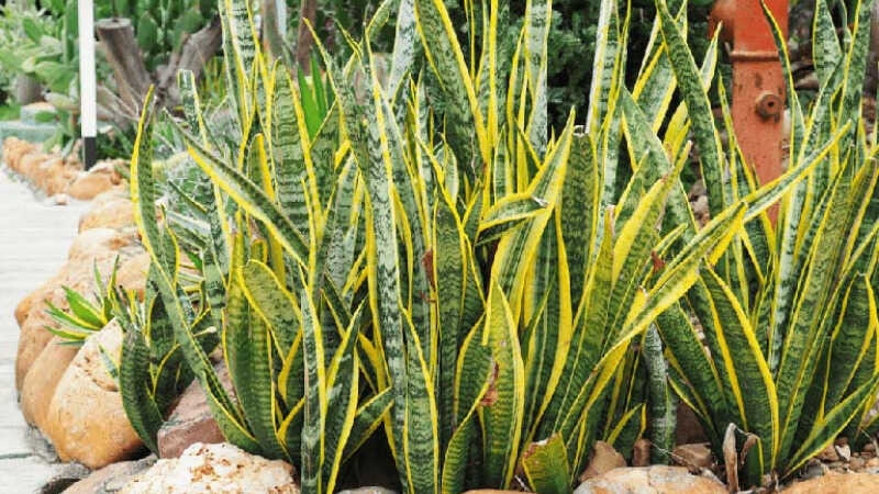 Lợi ích sức khỏe ít biết của cây lưỡi hổ