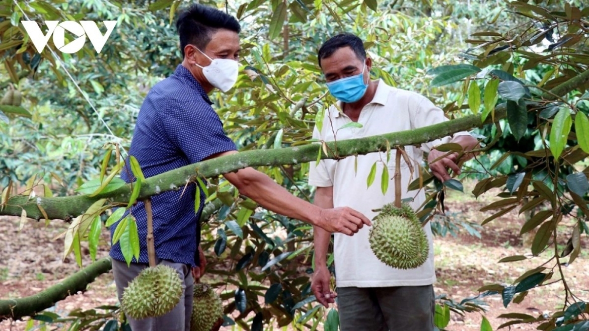 bat cap ma so vung trong sau rieng sua luat, ap dung ai truy xuat nguon goc hinh anh 2