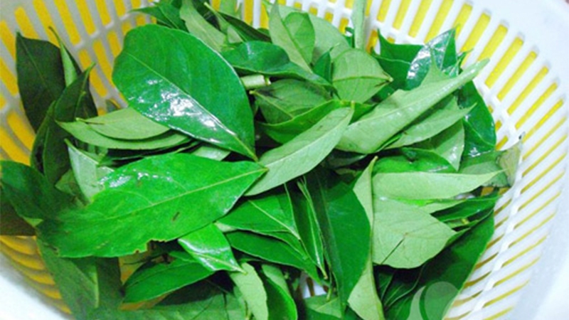 Khám phá lá mắc mật: Hương vị độc đáo và công dụng bất ngờ