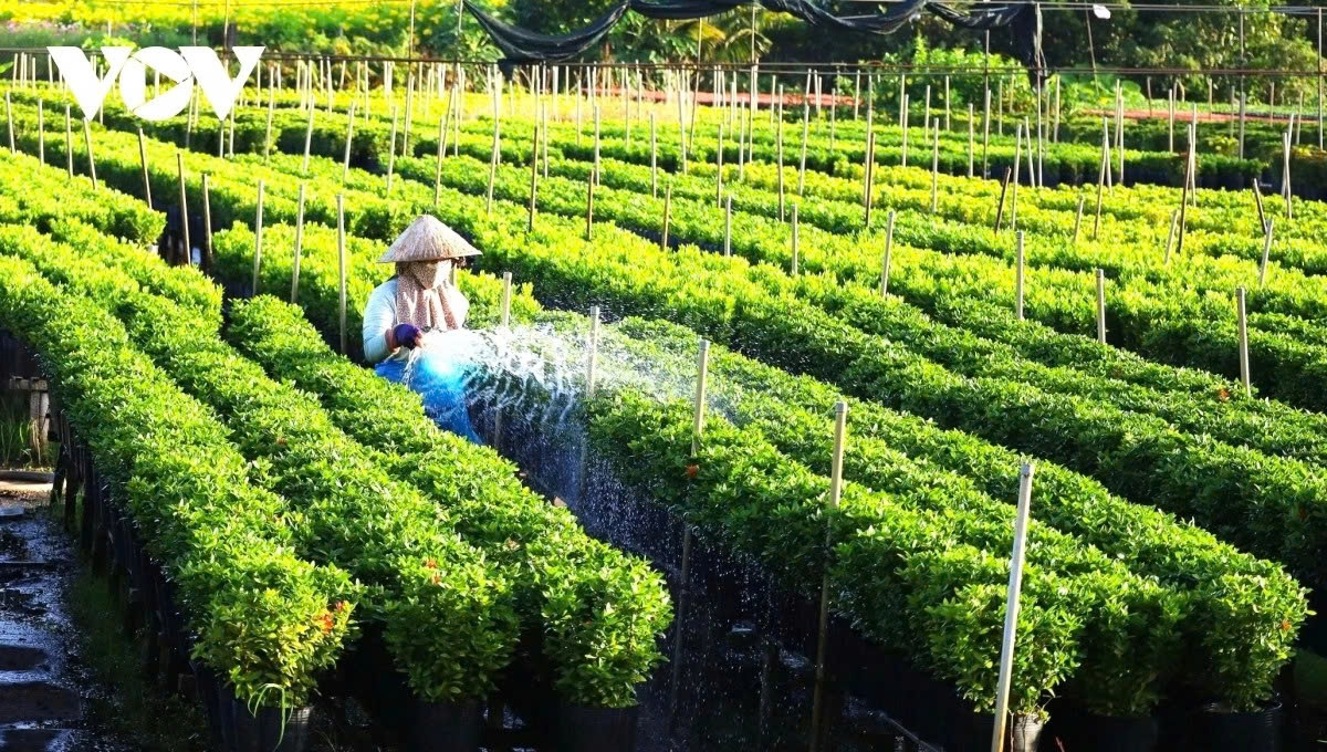 vibrant blooms take centre stage at sa dec flower festival picture 1