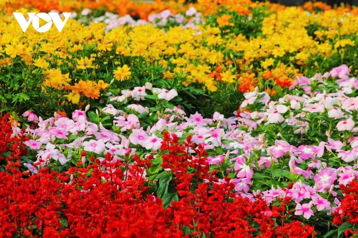 vibrant blooms take centre stage at sa dec flower festival picture 9