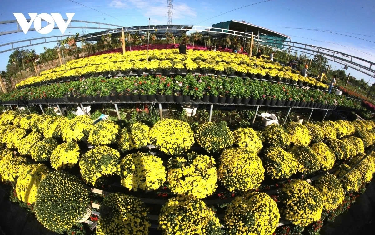 vibrant blooms take centre stage at sa dec flower festival picture 3