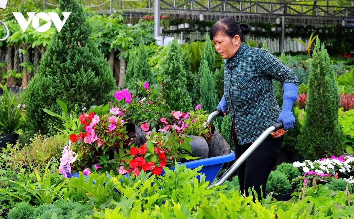 vibrant blooms take centre stage at sa dec flower festival picture 4
