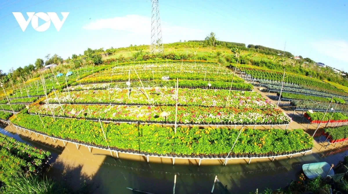 vibrant blooms take centre stage at sa dec flower festival picture 5
