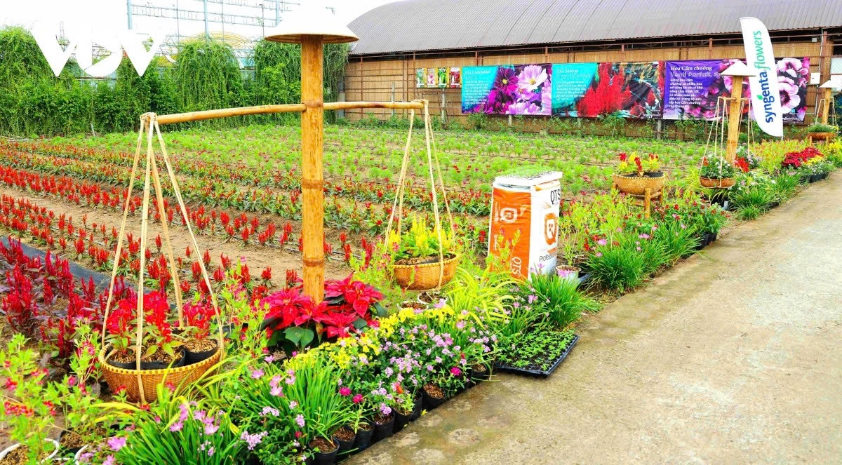 vibrant blooms take centre stage at sa dec flower festival picture 6