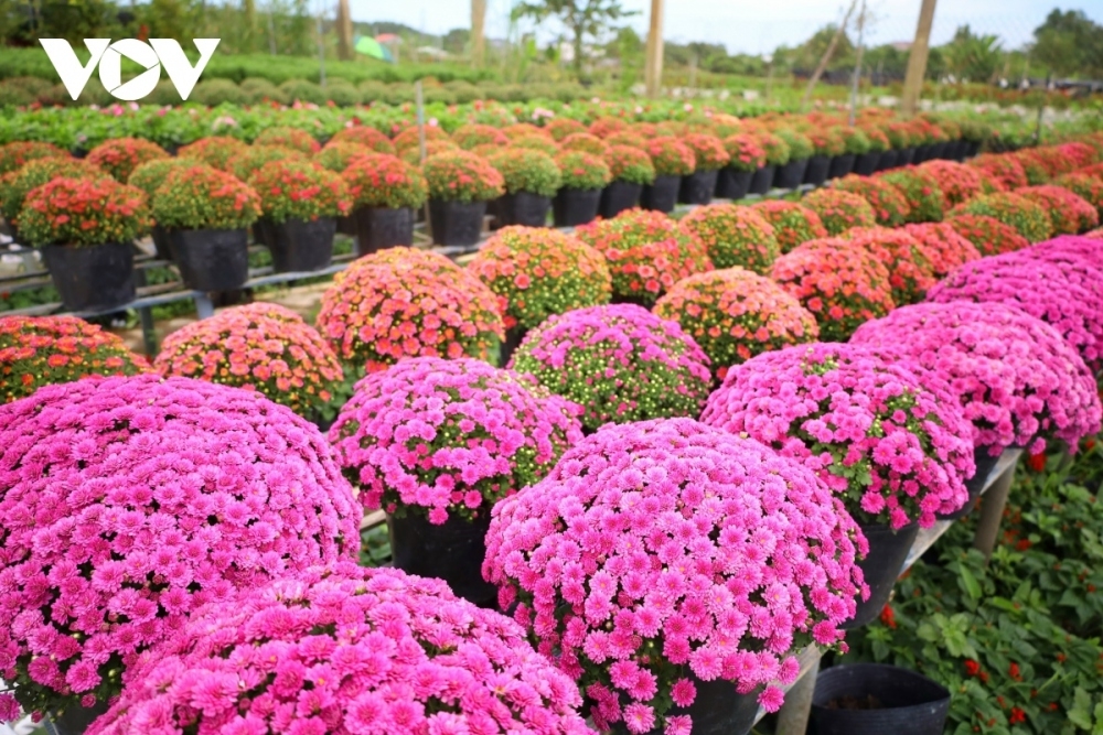 vibrant blooms take centre stage at sa dec flower festival picture 7