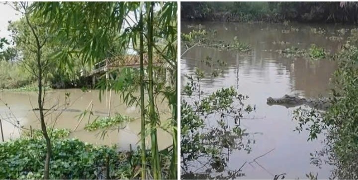 Cá sấu khủng xuất hiện ở kênh xáng Nàng Mau là thông tin sai sự thật