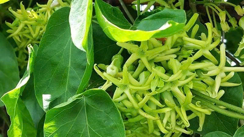 Hoa thiên lý có gì đặc biệt? Lợi ích sức khỏe khiến nhiều người ngạc nhiên