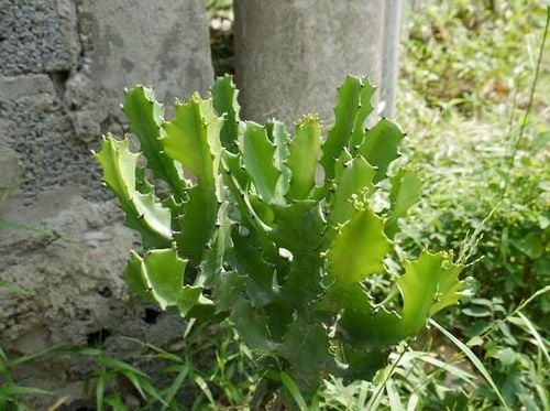 Khám phá công dụng chữa bệnh của cây xương rồng, rất ít người biết