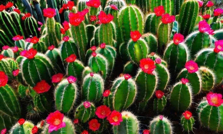 Những loại cây cảnh càng chăm tưới càng nhanh chết