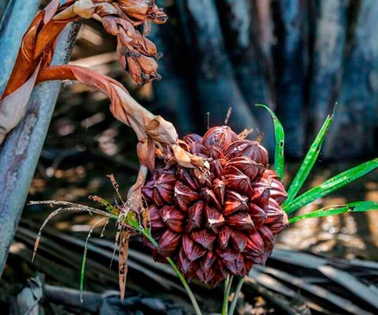 Loại dừa không có nước thành đặc sản được ưa chuộng