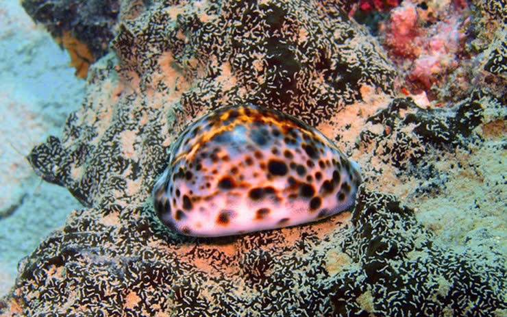 Săn lùng loại hải sản tên nghe "ngượng đỏ mặt"