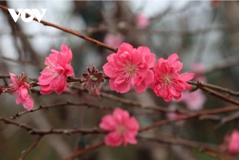 chi thi cua ban bi thu ve viec to chuc tet binh ngo nam 2026 hinh anh 1