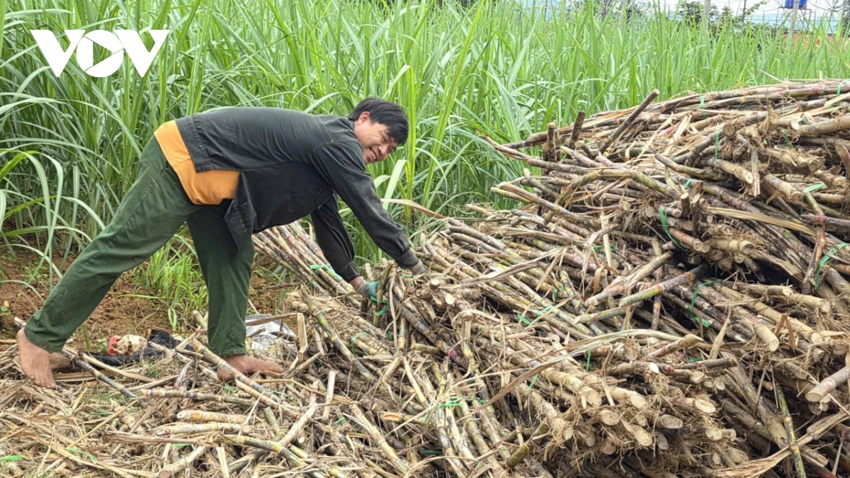 molasses hub enters peak season ahead of lunar new year picture 1