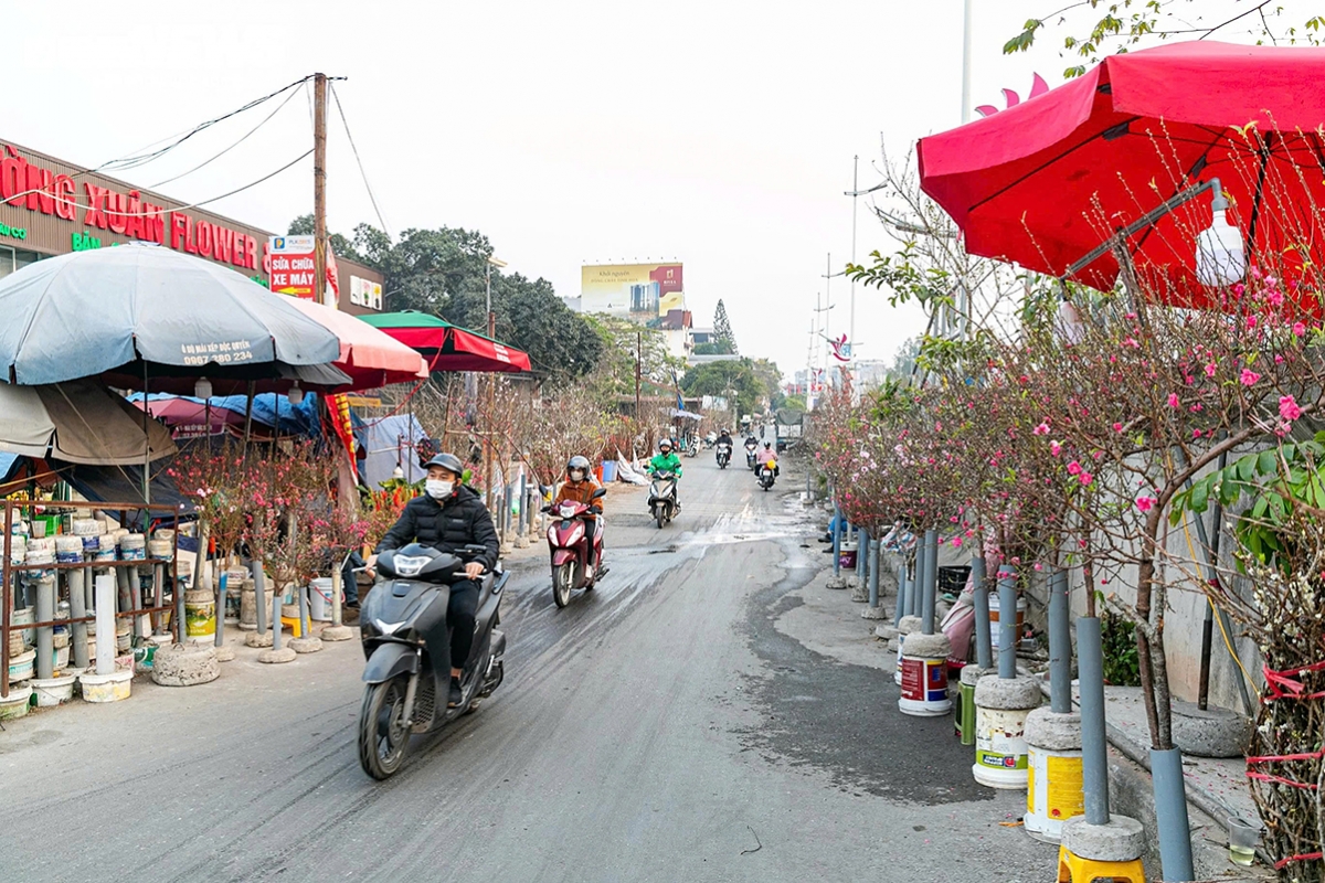 tet flower market opens early in hanoi as blooms arrive picture 1