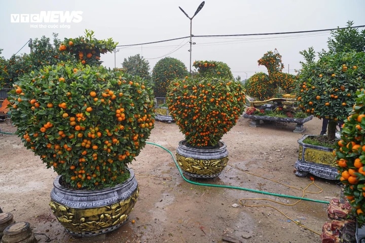 Doc la quyt canh hinh ngua gia hang chuc trieu dong dip tet binh ngo 2026 hinh anh 9