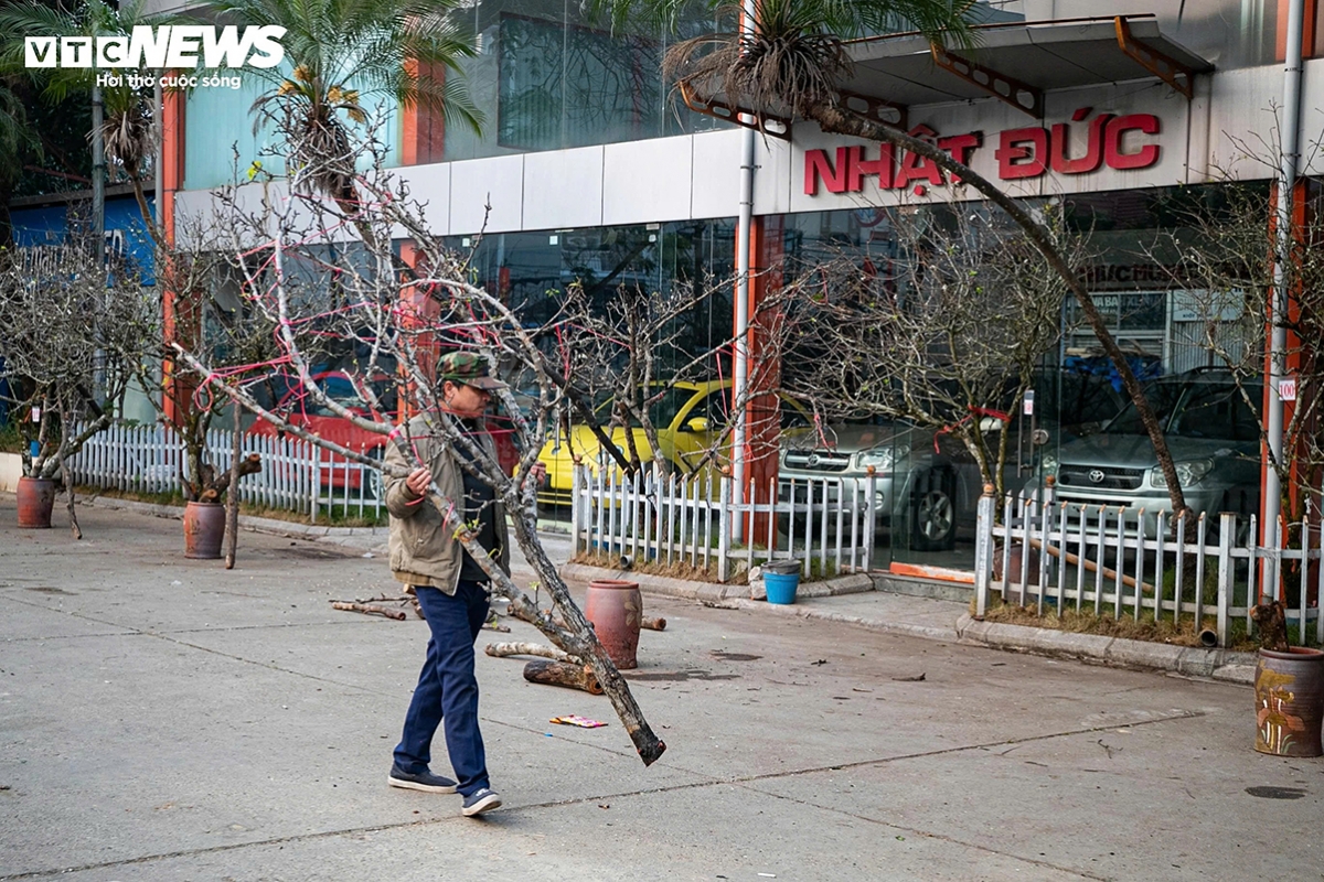 tet flower market opens early in hanoi as blooms arrive picture 12