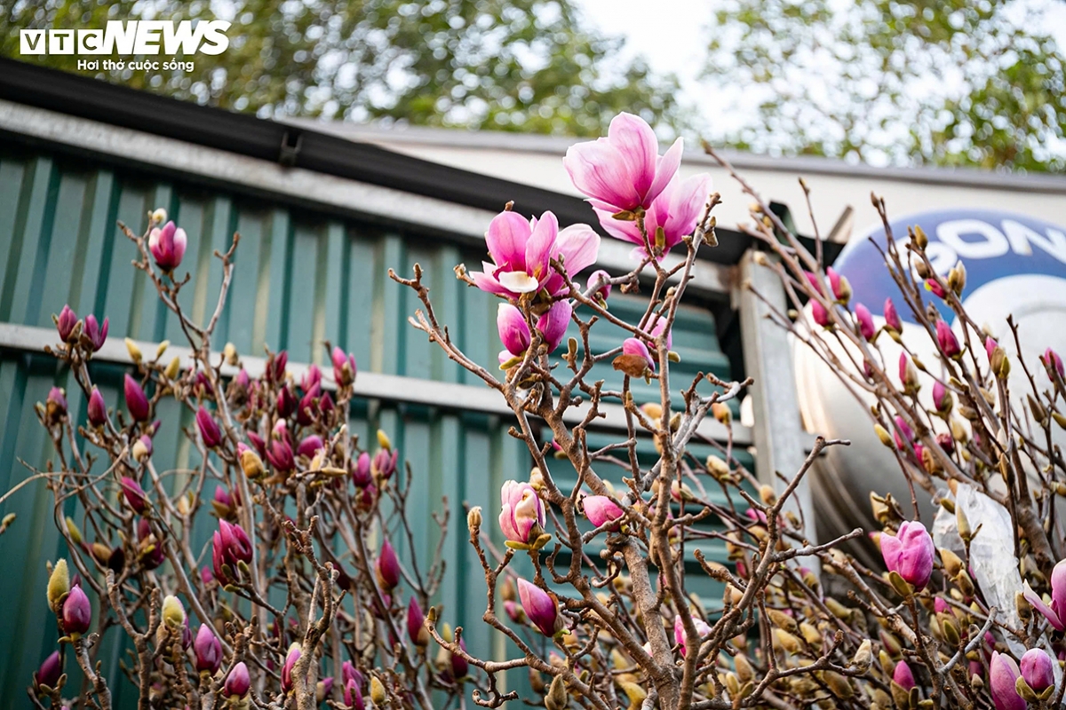 tet flower market opens early in hanoi as blooms arrive picture 15