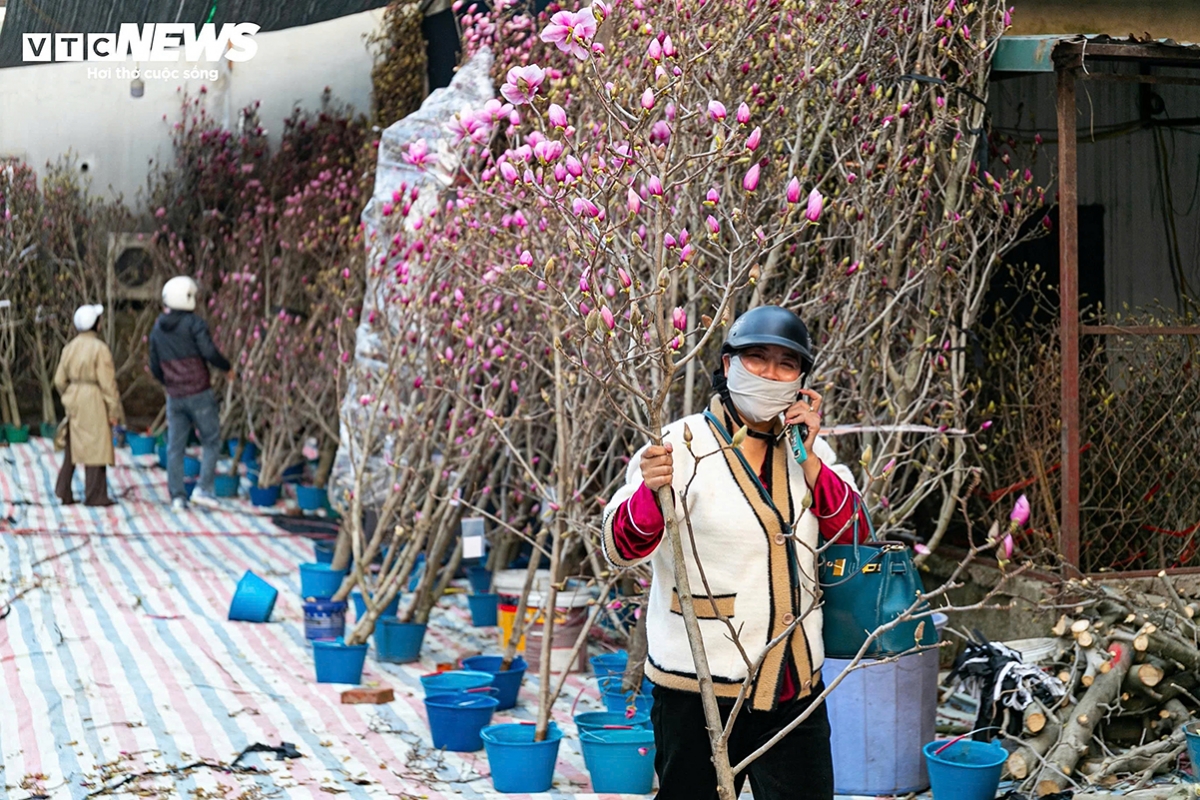 tet flower market opens early in hanoi as blooms arrive picture 17