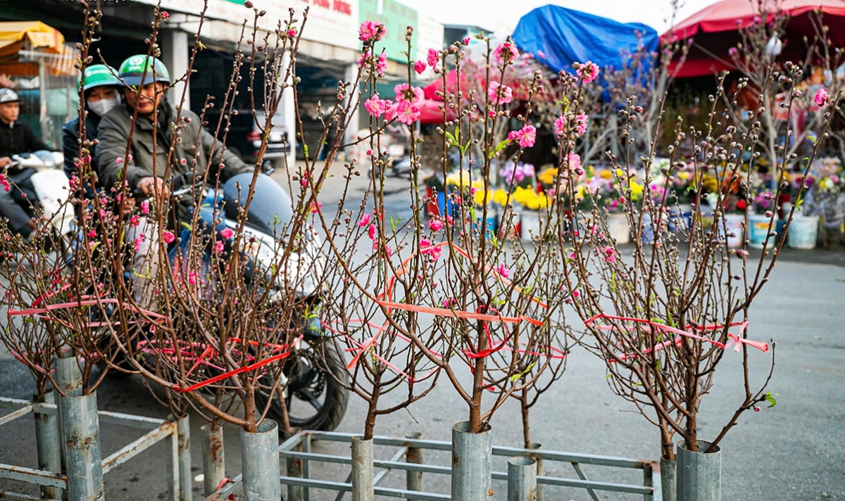 Tet flower market opens early in Hanoi as blooms arrive