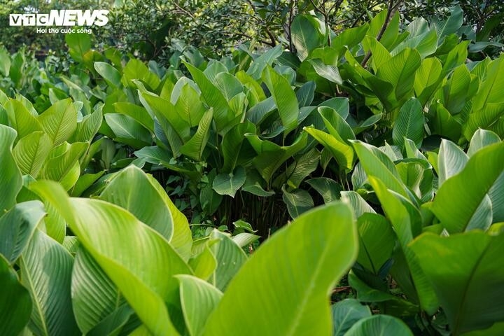 nhu cau dip tet tang dot bien, nguoi trong la dong hai tien moi tay hinh anh 1