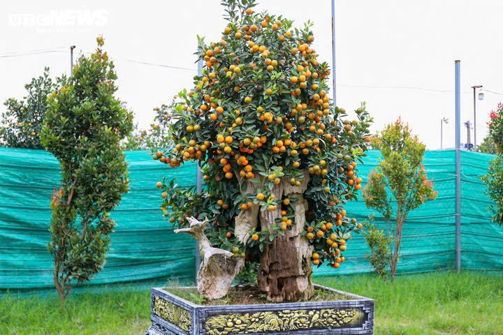 muc so thi quat nha giau gia chuc trieu dong san sang xuong pho hinh anh 10