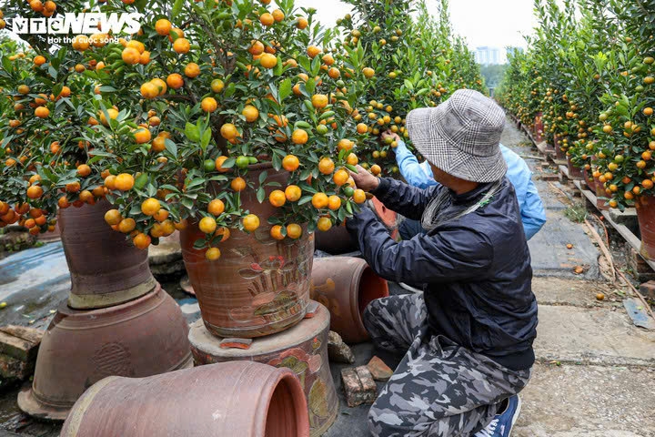 Mục sở thị quất 'nhà giàu' giá chục triệu đồng sẵn sàng xuống phố