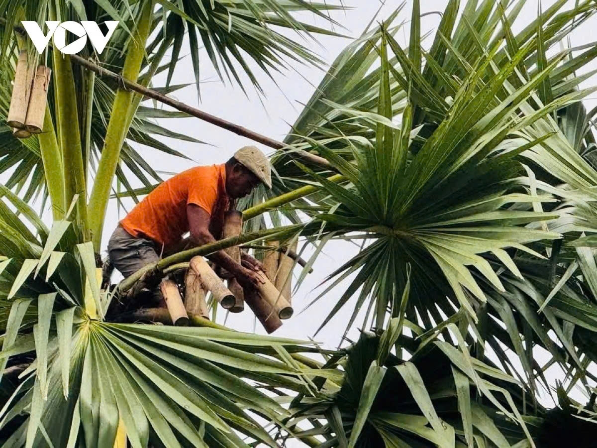 the hard life of toddy palm sugar makers in southern vietnam picture 2