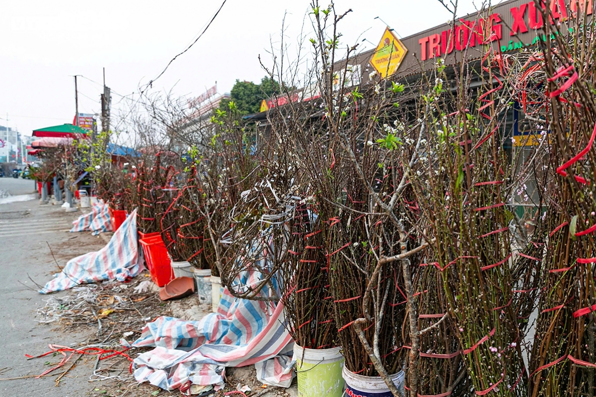 tet flower market opens early in hanoi as blooms arrive picture 3
