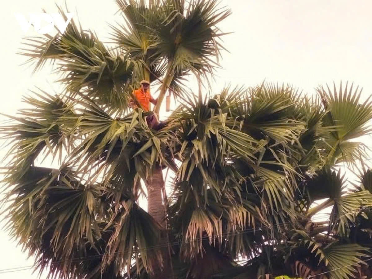 the hard life of toddy palm sugar makers in southern vietnam picture 3