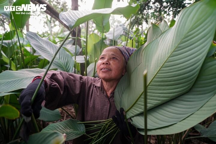 nhu cau dip tet tang dot bien, nguoi trong la dong hai tien moi tay hinh anh 4